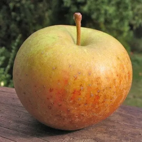 Apple Ross Nonpareil